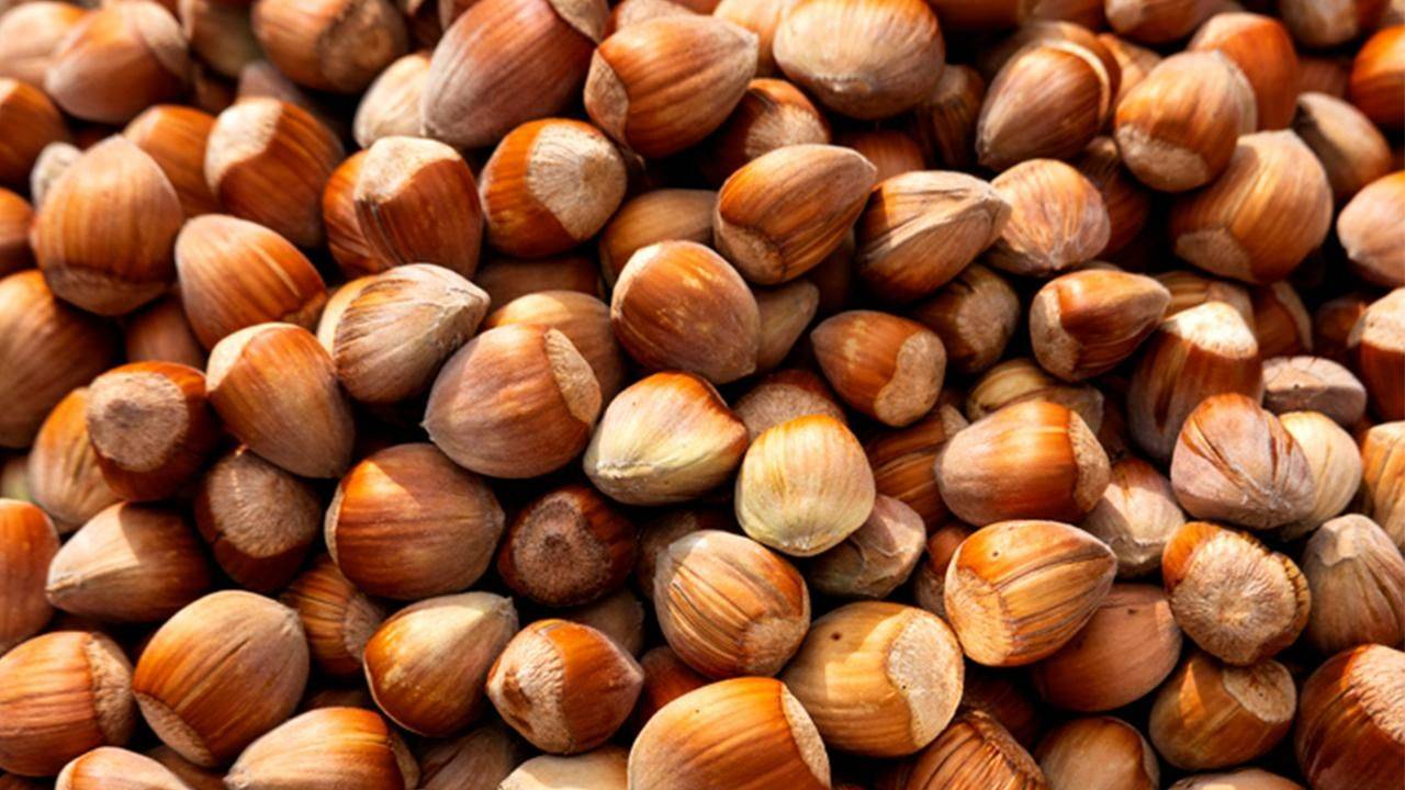 FINDIK PATOZU İLE İLGİLİ AÇIKLAMA